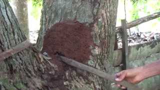 preview picture of video 'A termite nest in Baracoa Cuba'