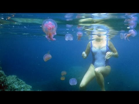 download lagu mp3 mp4 Meduza Intepatura, download lagu Meduza Intepatura gratis, unduh video klip Meduza Intepatura