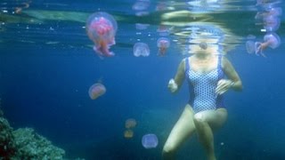 Otetul sau urina: care e alegerea corecta pentru urzicaturile de meduza?