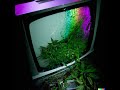 Purppflames X Dummyboy Happyboy Thc Vhs V1 0 Prod Pinkflameslucy