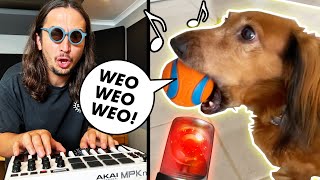 Download lagu The Kiffness x Siren Dog - Losing My Mind (Singing Dachshund) mp3 Download lagu The Kiffness x Siren Dog - Losing My Mind (Singing Dachshund) mp3