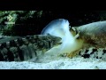 Geographus cone shell net feeding on sleeping fish