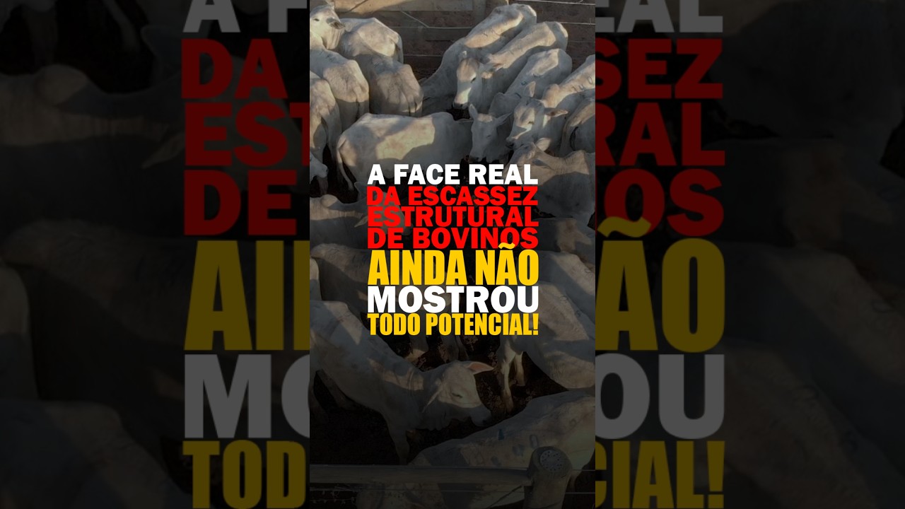 A FACE REAL DA ESCASSEZ ESTRUTURAL DE BOVINOS AINDA NÃO MOSTROU TODO POTENCIAL!
