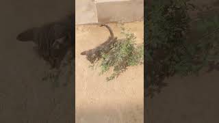 lovely kitten fun moment in morning