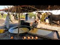 Beautiful Old Culture and Traditional Village Life of Punjab Pakistan || Making Jaggery Gurr