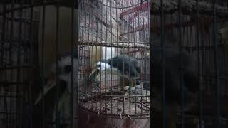 Download lagu ruak ruak betina gacor suara asli pemikat mp3 Download lagu ruak ruak betina gacor suara asli pemikat mp3