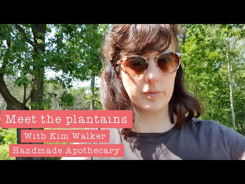 Plantago Scabra Extract Powder