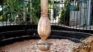 Download lagu Burung Sanma bahan gacor buat pancingan ( Eurasian Skylark) mp3