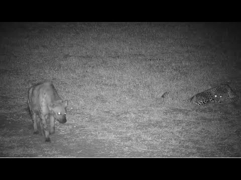 Djuma: Leopard-Hosana male snarls at Hyena that approaches - 19:43 - 06/29/19
