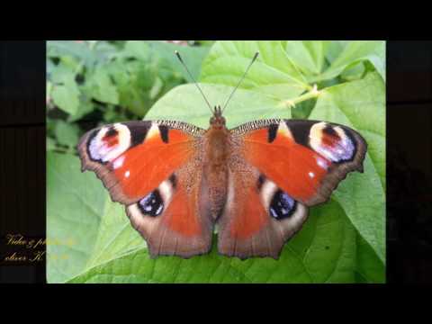 SZCZĘŚCIE MOTYLA- ADAM ASTON 1937!