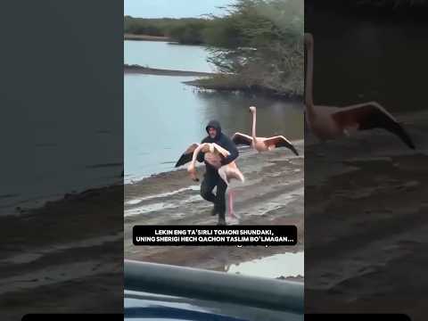 Xayvonlarda oqibat kuchli insolarda yoqolib borayotgan noyob oqibat!