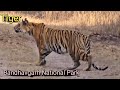 Tiger Sighting At Bandhavgarh Tiger Reserve । Gypsy Safari Of Bandhavgarh National Park  Jeep Safari DEFAULT Thumbnail