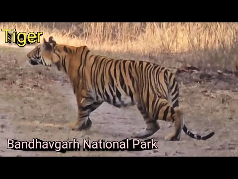 Tiger Sighting At Bandhavgarh Tiger Reserve । Gypsy Safari Of Bandhavgarh National Park  Jeep Safari