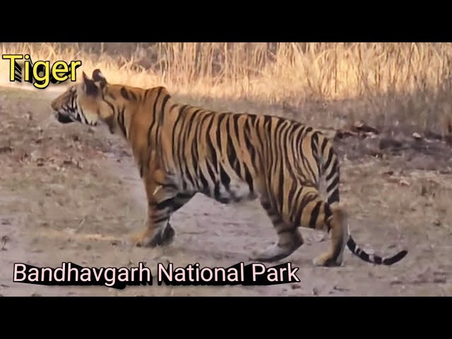 Tiger Sighting At Bandhavgarh Tiger Reserve । Gypsy Safari Of Bandhavgarh National Park  Jeep Safari