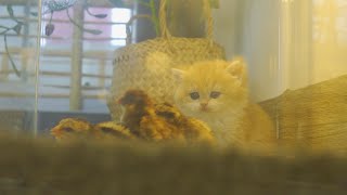 Reaction Kitten Pudding Meets New Baby Chick for the First Time!