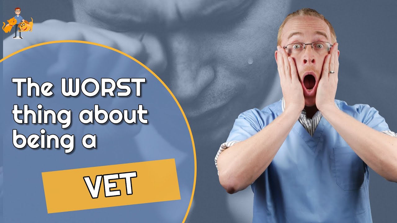5 Worst Things About Being a Veterinarian - do I really hate my job?