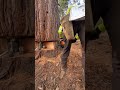 tree jacking with 45 ton Borntrager