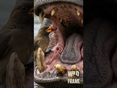 The Tiny Bird That Cleans a Hippo’s Giant Mouth 😱 Nature’s Most Fearless Dentist