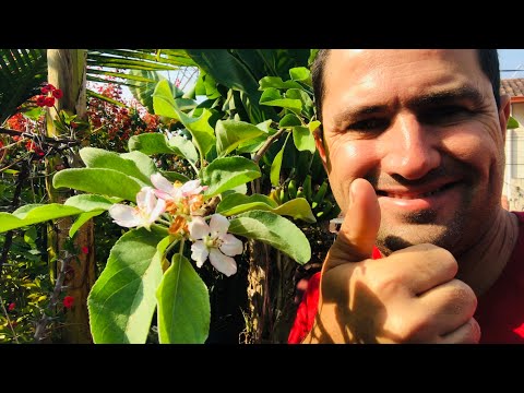How to prune an apple tree so it will bear fruit.