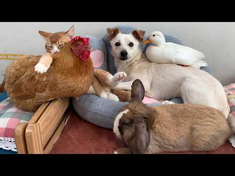 YouTube 썸네일