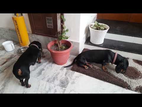 both brothers having their lunch