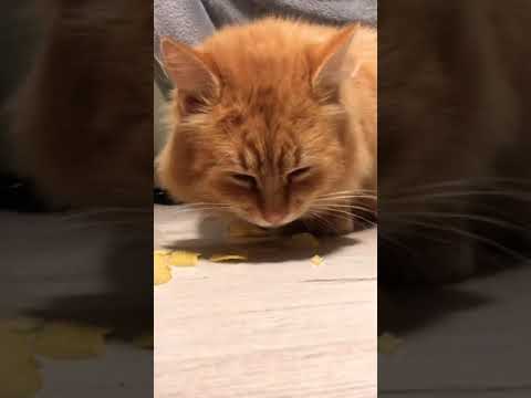 Cats eat Potato Chips #shorts #cat #cats - YouTube