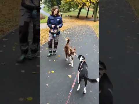 Jak nauczyć mijania z innymi psami?