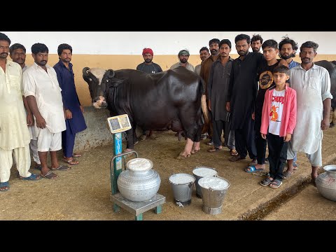 Full Milking of Super Nili Ravi Buffalo 36 Kg Milk ll Abdullah Dairy Farm Gujranwalla #buffalo #cow