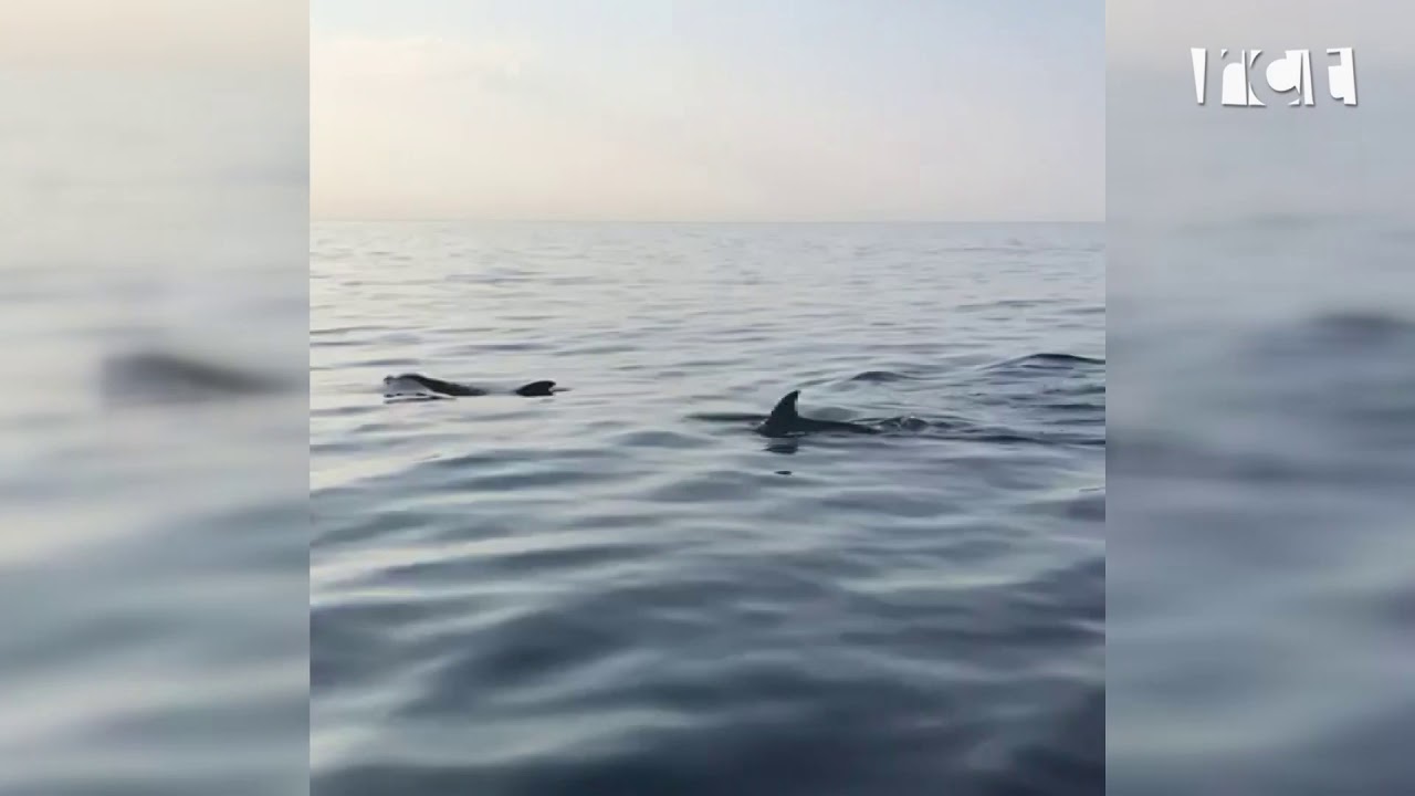 Dofins a Calella
