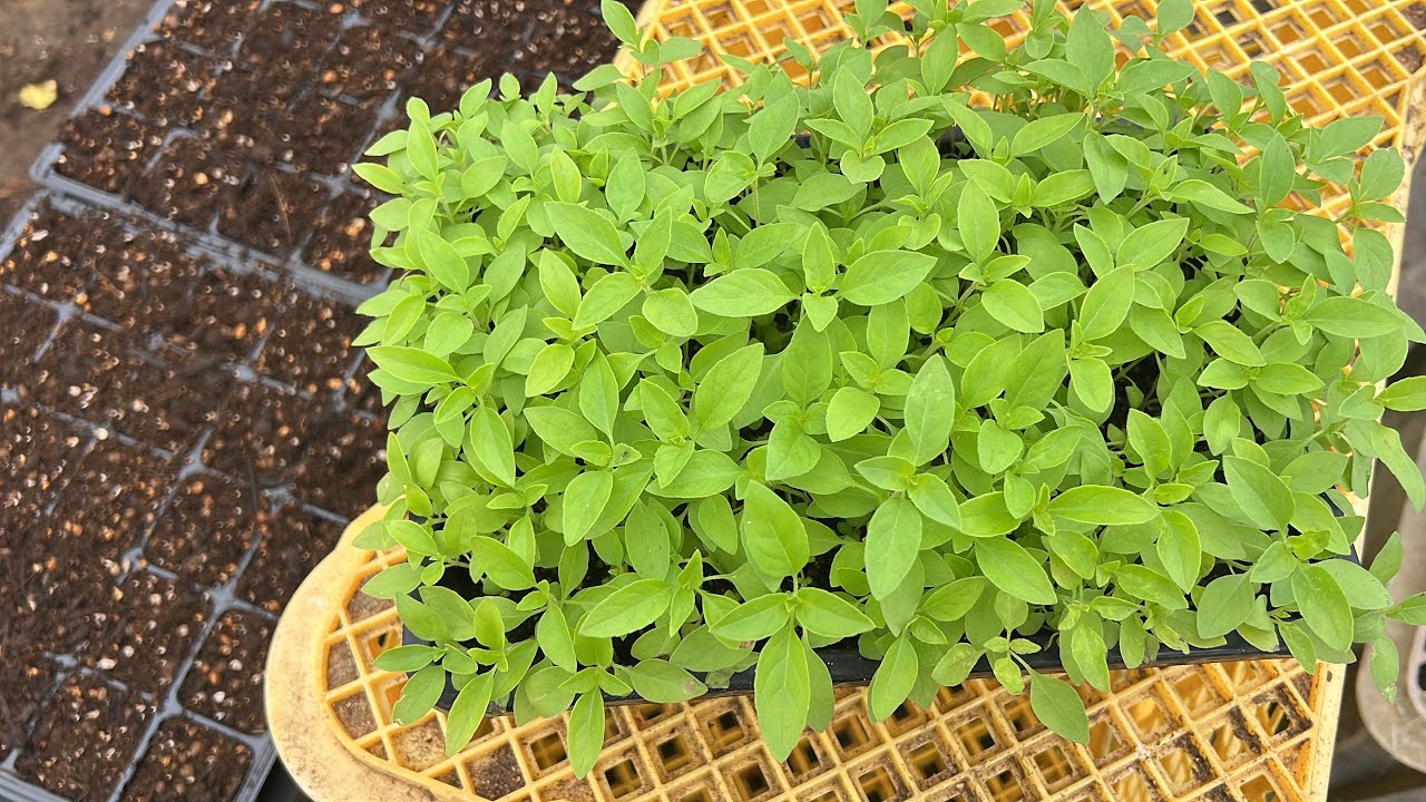 ย้ายต้นกล้าแมงลักงามๆ แต่ไม่รอดพ้นหนาว 