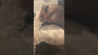 Syrian hamster living the dream