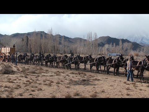 History Being Made!  The 20 Mules Hitched to the New Borax Wagons
