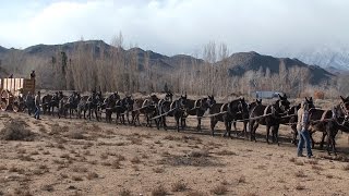 20 mule team hitched to new Borax wagons