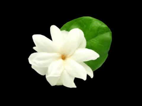 Bud Shank Quintet -Jasmine