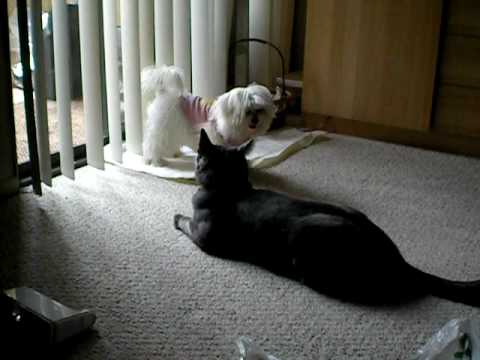 Mika (Maltese puppy) and D. Babai (Russian Blue cat) playing