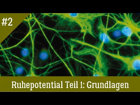 Neurologie: Ruhepotenzial (Teil 1) einfach und richtig erklärt (Grundlagen)