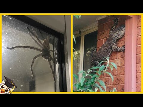 10 Scary Animals Found in Homes