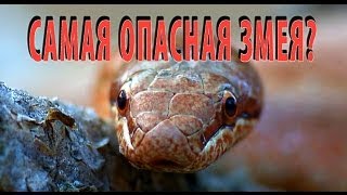 preview picture of video 'Самая опасная змея? Медянка. Smooth snake. Coronella austriaca.'