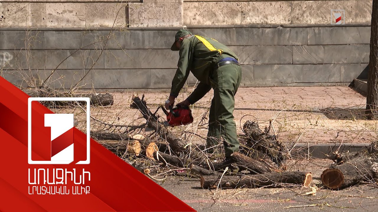 Եթե ծառերի փոխարինում չկատարվի, շուտով կունենանք կիսաանապատացած Երևան՝ գիտնականների եզրահանգումն է