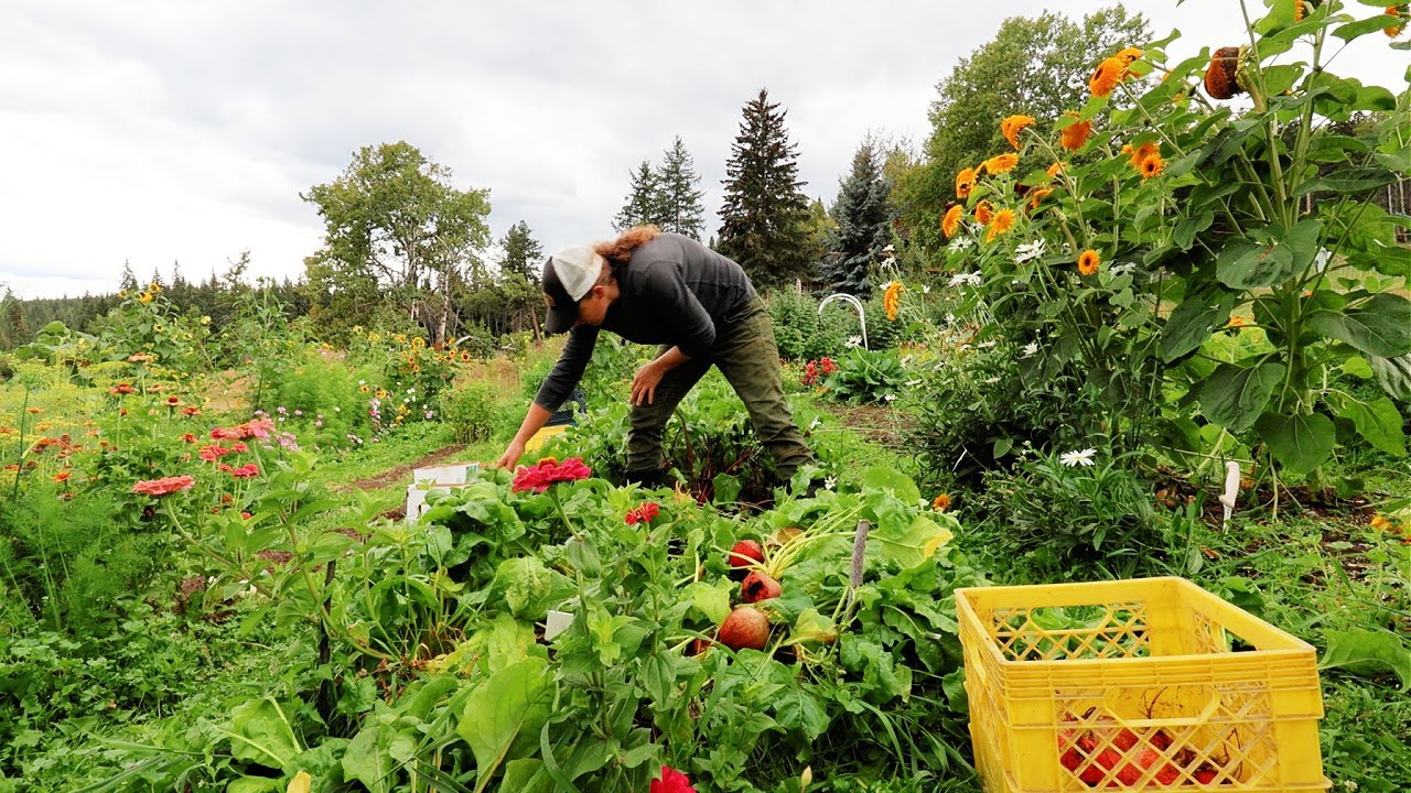 Giant Garden Harvest | Old Root Cellar Storing