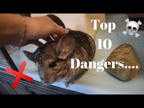 Top 10 Dangers To Chinchillas