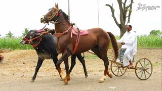 HORSE and BULL CART  घोडा बैल गा