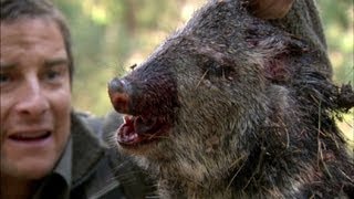 Bear Eats Wild Pig - Born Survivor 6