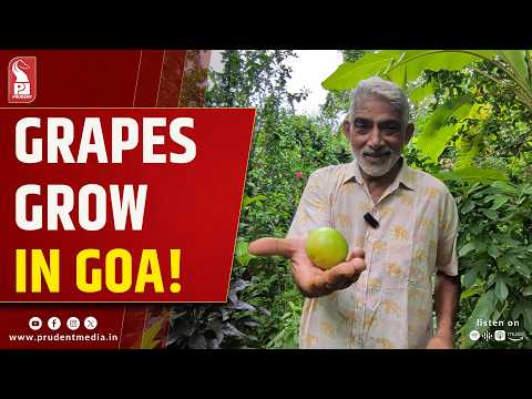 Grapes In Anjuna? This Restaurant Owner Is Making It Happen