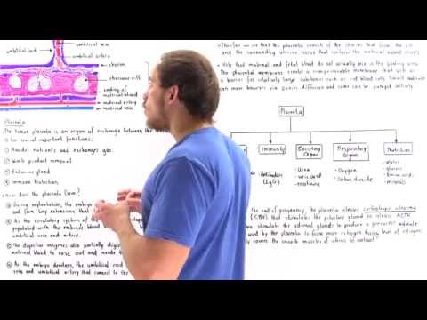 Development and Function of Placenta