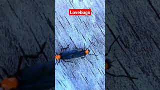 #lovebugs #shorts