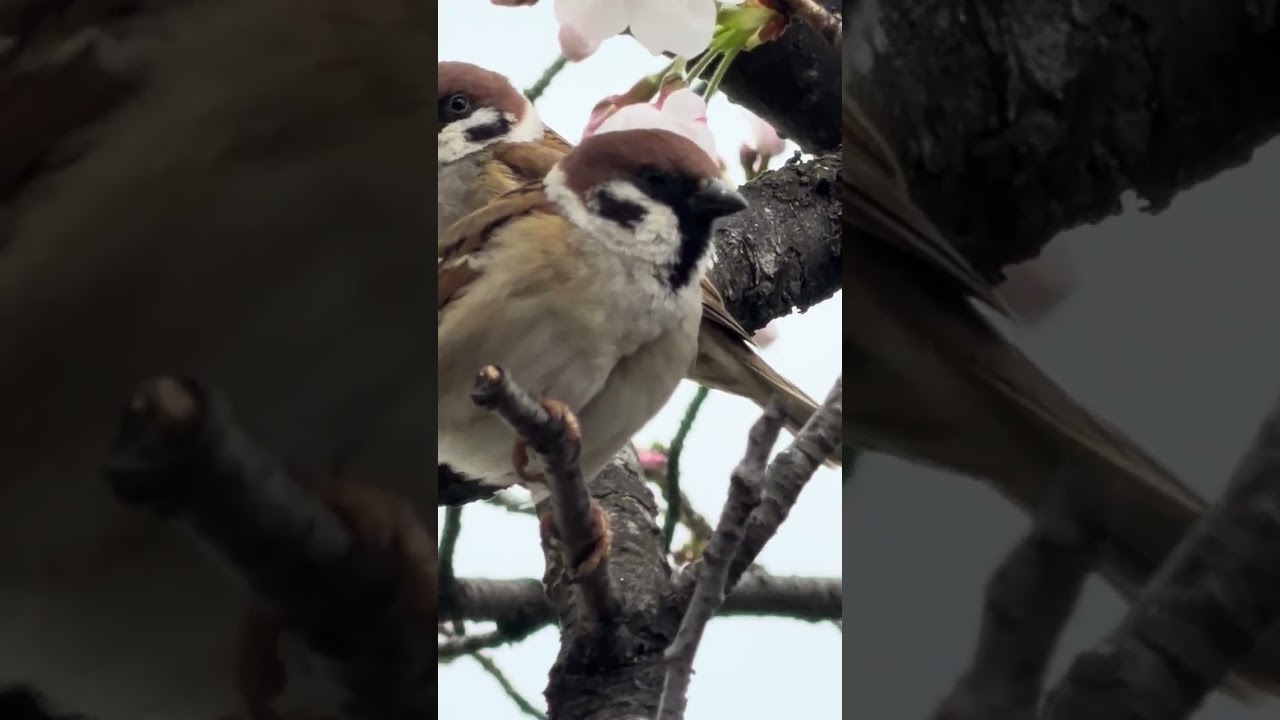 チュンチュンかわゆいやつら