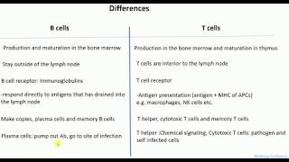 Differences between B cells and T cells