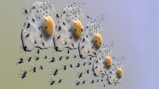 Focus: Important Repairs - Save Lives. Stopping Insects & Rats. Conserve Energy