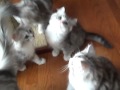 Menarik Kaerik RagaMuffin Kittens Wish Upon a Star Litter ten weeks old mp4, Video Cats 101 Ragamuffin paling update!